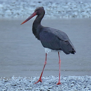 Black Stork